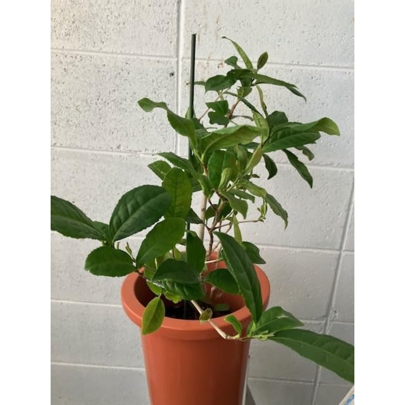 tea tree